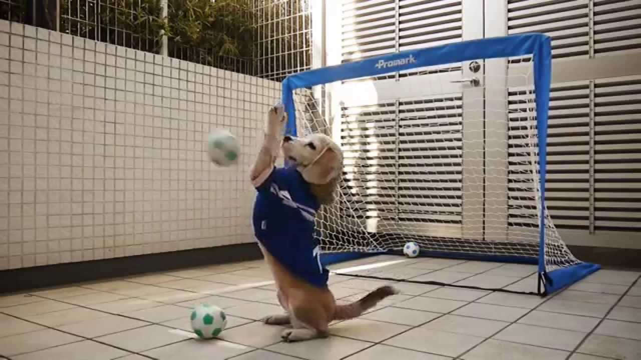 Thủ môn chó bắt bóng cực siêu