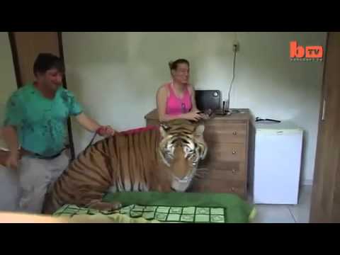 Nuôi hổ như nuôi Mèo