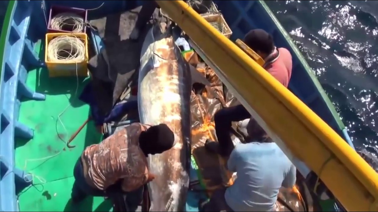 Những ngư thủ kiếm sống bằng nghề Phi Kiếm và kết quả tuyệt vời