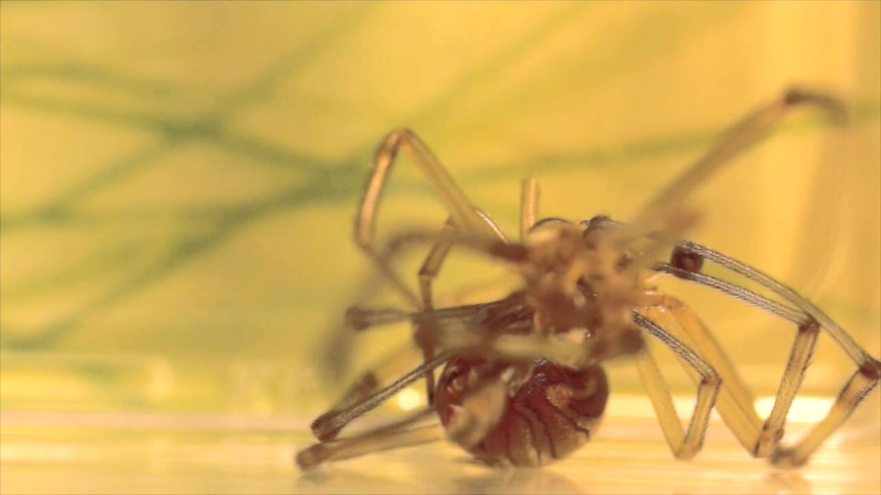 Venomous Black Widow molting