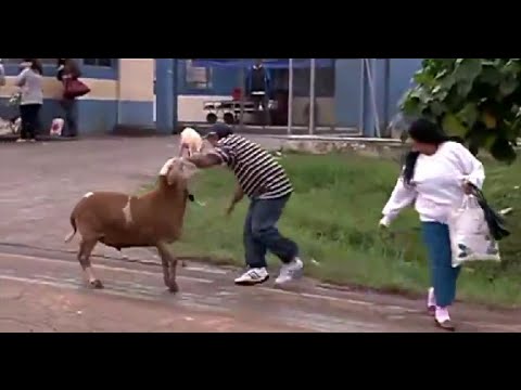 Video Hài Hước: CON DÊ đánh nhau với 5 NGƯỜI ĐÀN ÔNG
