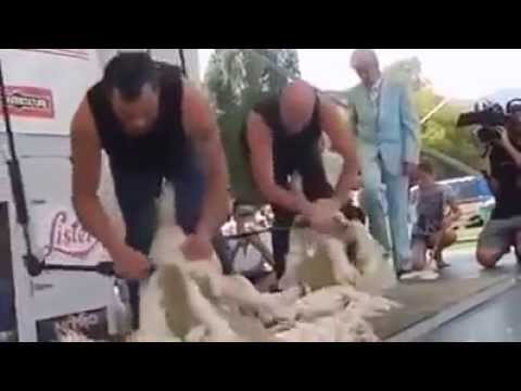 Cuộc thi vạch lông cừu nhanh như điện