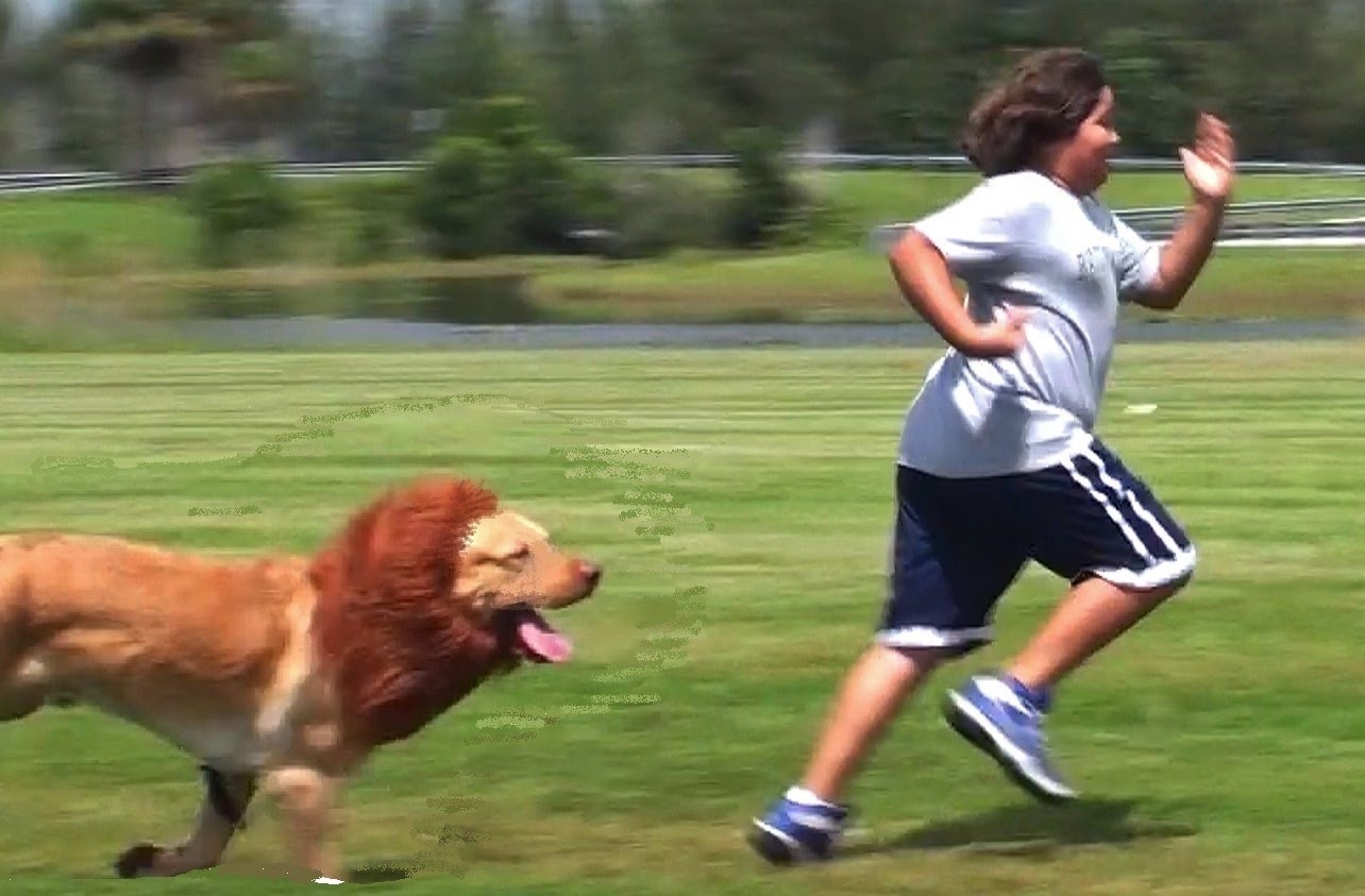 LION PRANK!!!