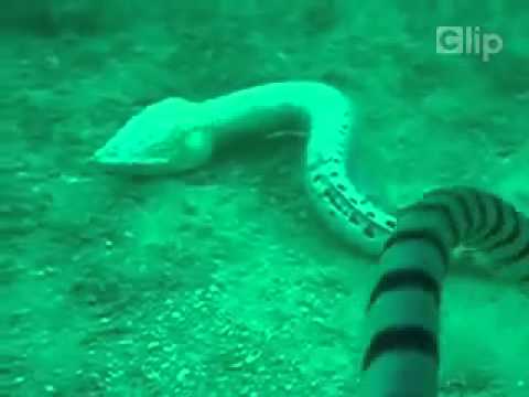 RẮN NUỐT LƯƠN ĐIỆN VÀ CÁI KẾT BẤT NGỜ