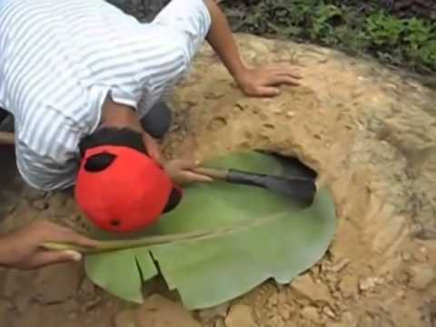 Bắt ong rừng đất bằng tay không