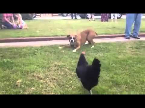 Chuyện lạ đời: Chó bị gà dọa đuổi chạy té khói  !!!!!!!!!!
