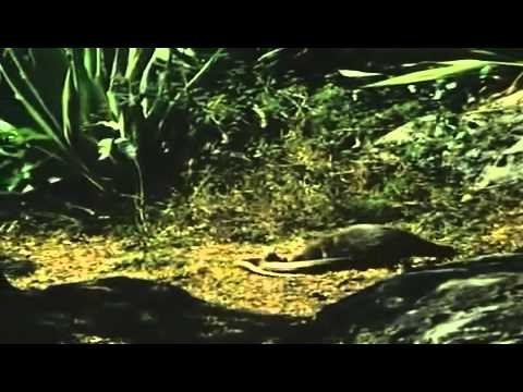 Chồn chiến đấu với rắn hổ mang chúa để cứu chủ