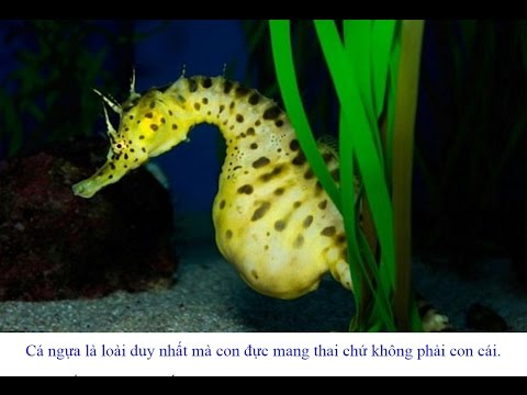 Xem Cá Ngựa sinh con