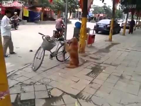 Chó giữ xe - chó thông minh quá