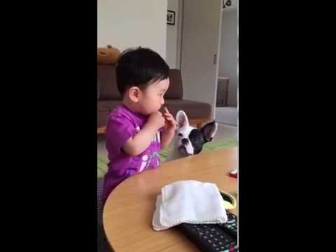 Clip con chó dành ăn với cậu bé siêu dễ thương 2015 ( HÀN QUỐC )