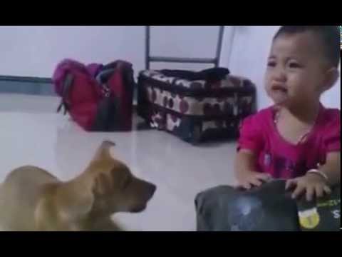 Cười lăn lộn với em bé ăn vạ chú chó cắn túi của mẹ.