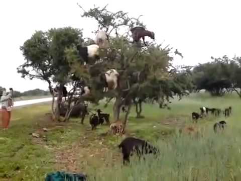 Kinh ngạc khi thấy cảnh tượng chú dê leo cây ở Morocco....