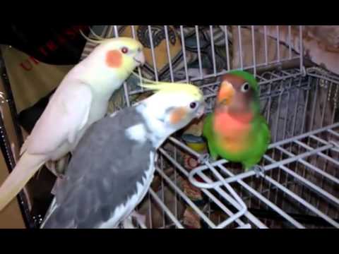 Vẹt sủa tiếng chó cực hay
