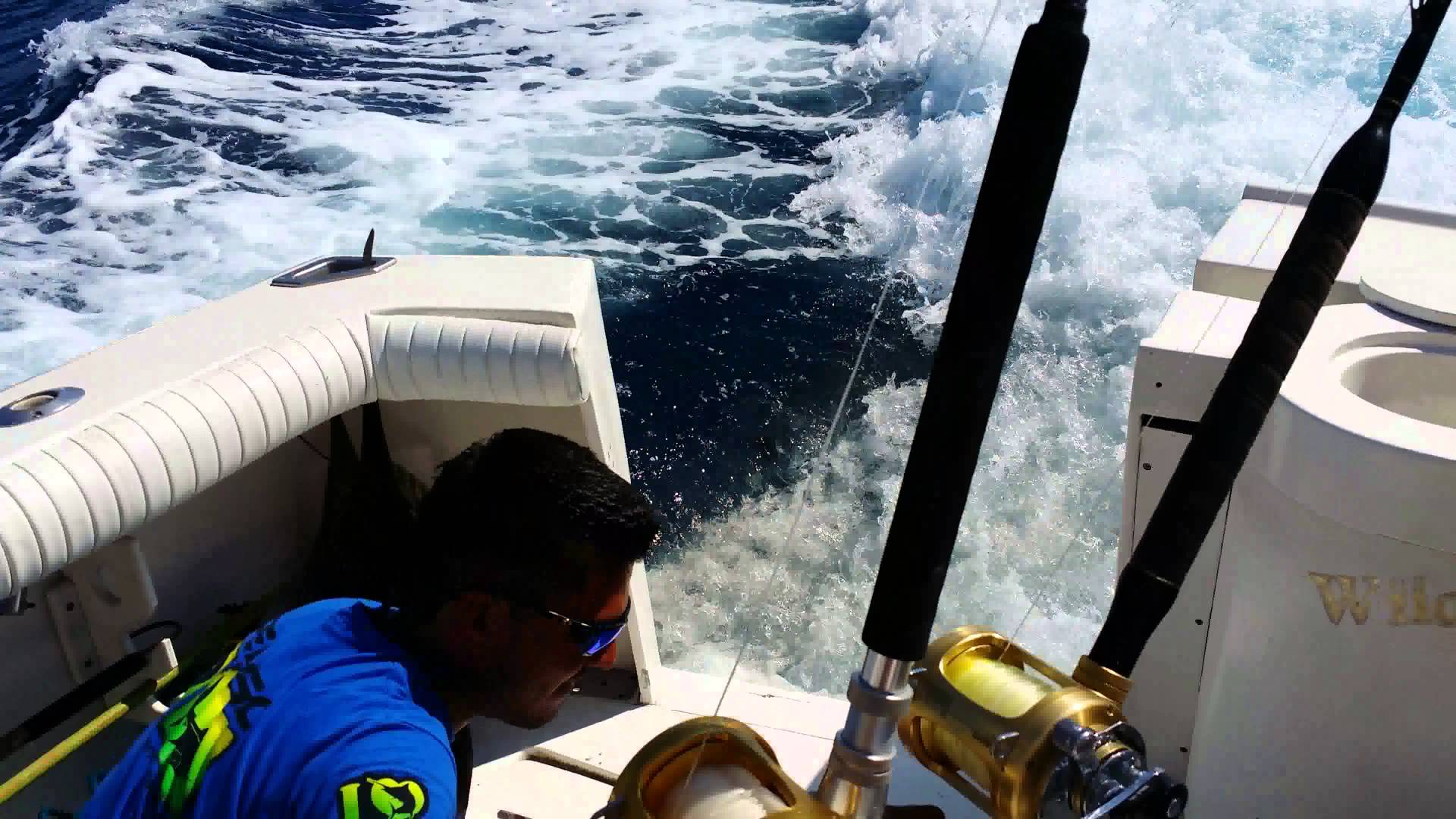 "Pancho" the Sea Lion in Cabo San Lucas Chases Boat and Comes Aboards for a Fish!