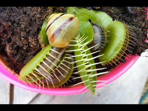 Cận cảnh cây bắt mồi ăn thịt động vật