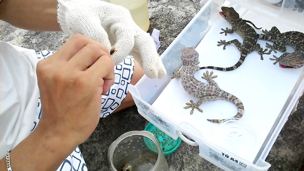 Dọn vệ sinh cho tắc kè | How to clean your gecko tank