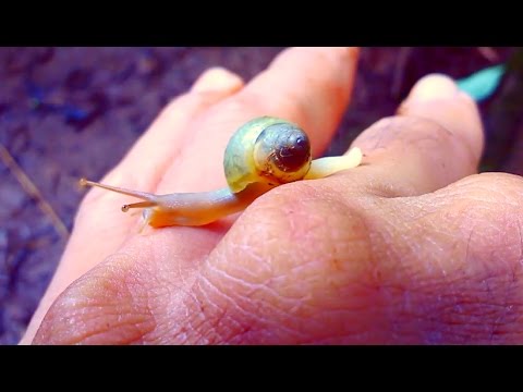 Ốc sên bé nhỏ với cách di chuyển độc đáo