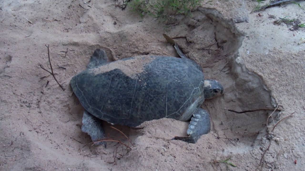Rùa Biển Đẻ Trứng - Sea Turtle Making Nest.