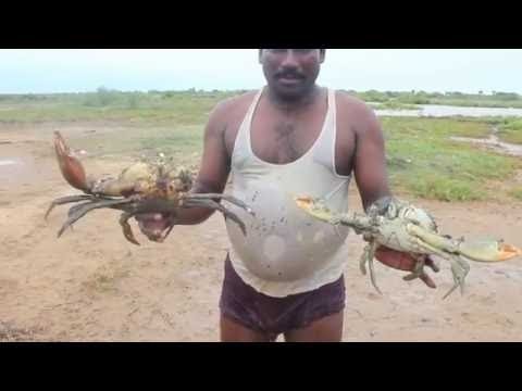 Đi bắt cua khổng lồ, chế biến ăn tại chỗ ngon bá đạo, mùi vị hấp dẫn 
