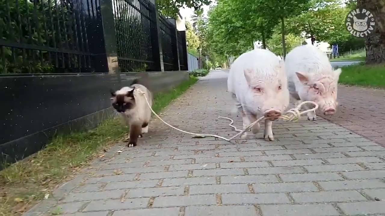Heo dắt mèo đi dạo