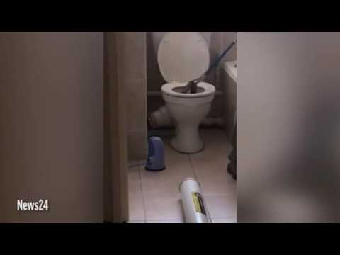 Rắn hổ mang cỡ lớn trốn trong bồn cầu một căn hộ ở khu chung cư tại Nam Phi. 