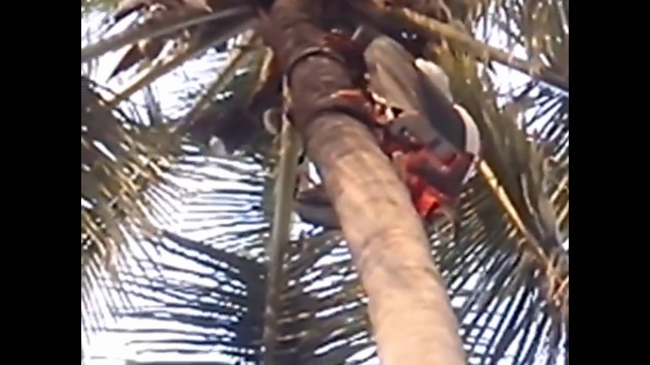 Máy leo dừa quá ảo diệu