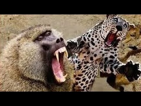 Khỉ đầu chó trêu báo đốm và cái kết