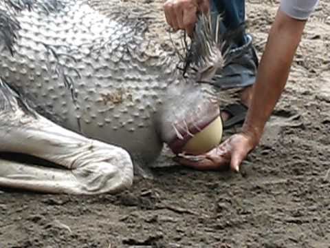 Ostrich lays egg!