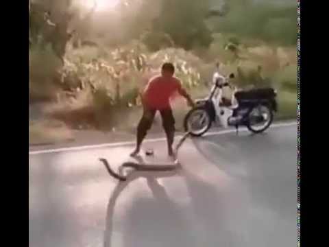 Thanh niên cứng nhảy múa cùng rắn hổ mang chúa và cái kết