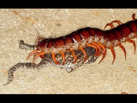 Cận Cảnh Cho Rết Khổng Lồ Ăn Trưa