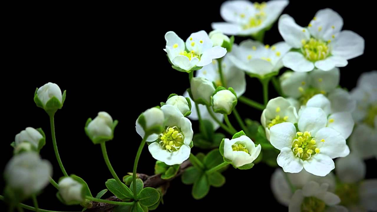 Sự lớn lên của thực vật