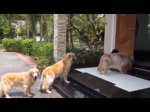 Những chú chó đáng yêu xếp hàng lau chân vào nhà cực yêu