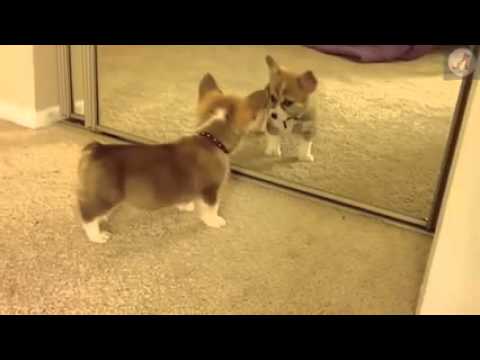 Video Funny- Hài hước khi chú chó soi gương