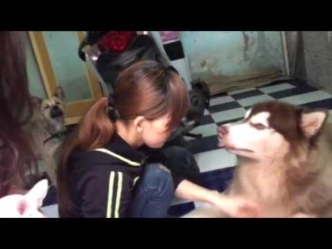 Chó ăn là phải đút