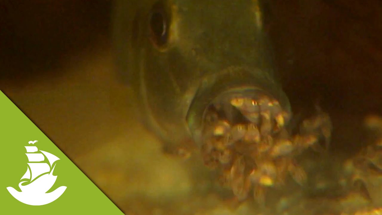 Birth of a fish