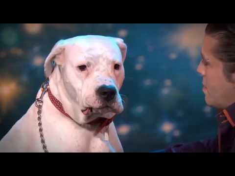 Chú chó hát bài 'I Will Always Love You'  quá đỉnh