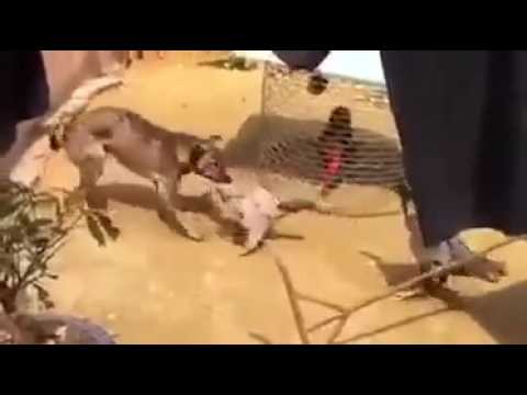 Chó thông minh, can ngăn 2 con gà đánh nhau 