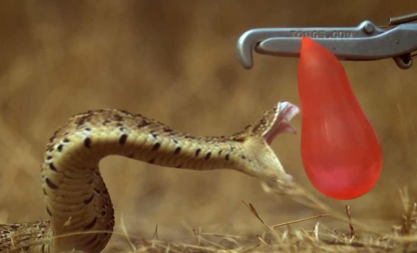 Breathtaking! Slow Motion Puff Adder Attack | Deadly 60 | Series 3 | BBC