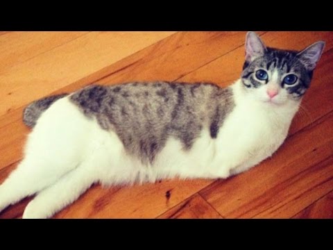 Cat with Two Legs Hops Like a Bunny, Doesn't Let Disability Slow Her Down