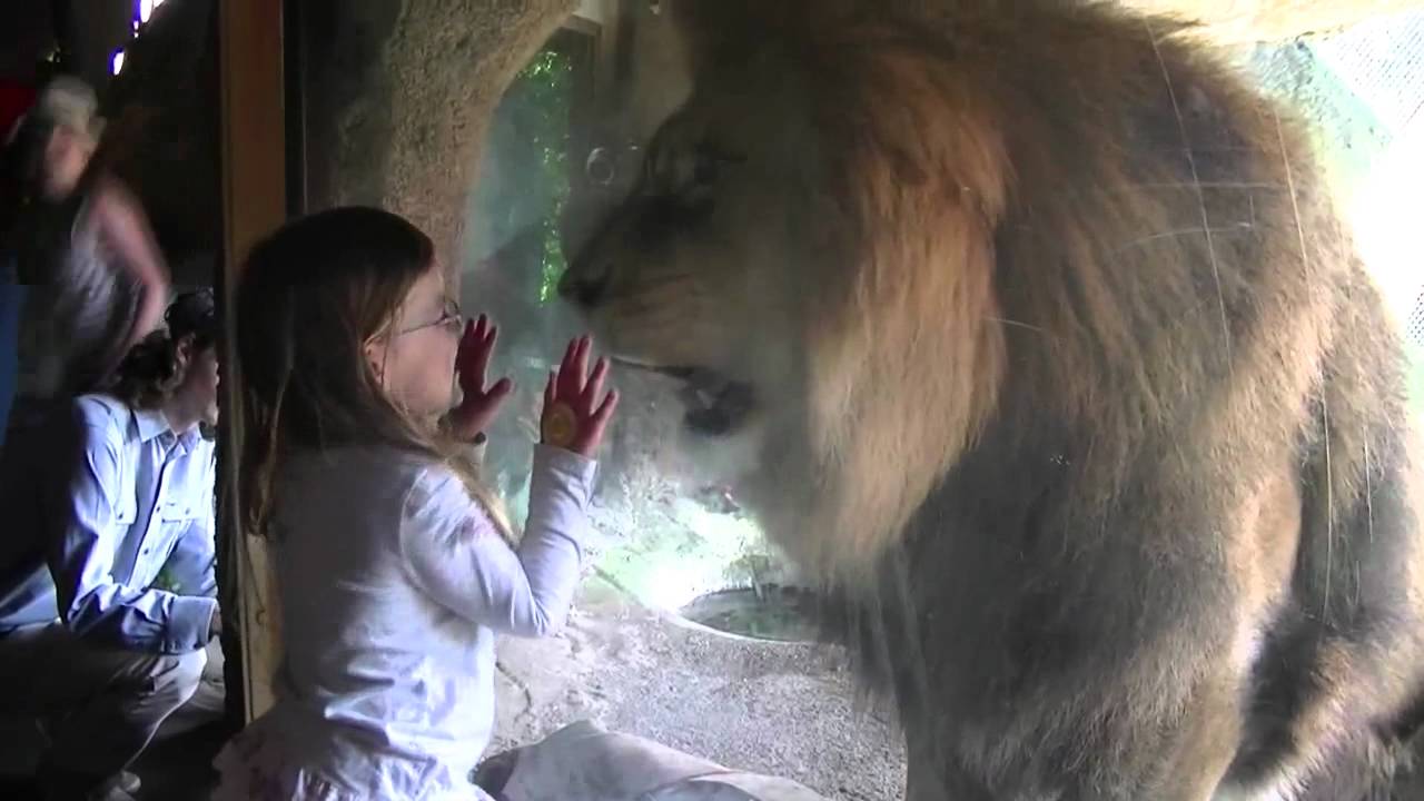 Little Girl Unfazed by Massive Lion