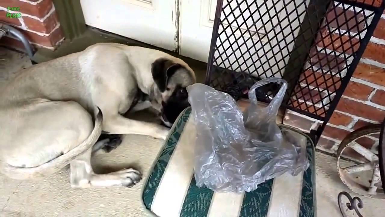 Khi những chú chó biết lỗi sẽ ra sao?
