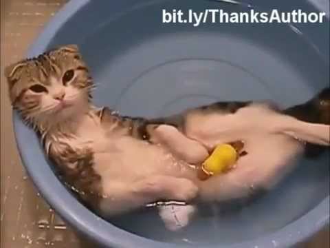 Cười 'vỡ bụng' với những chú mèo nghịch nước vui nhộn 