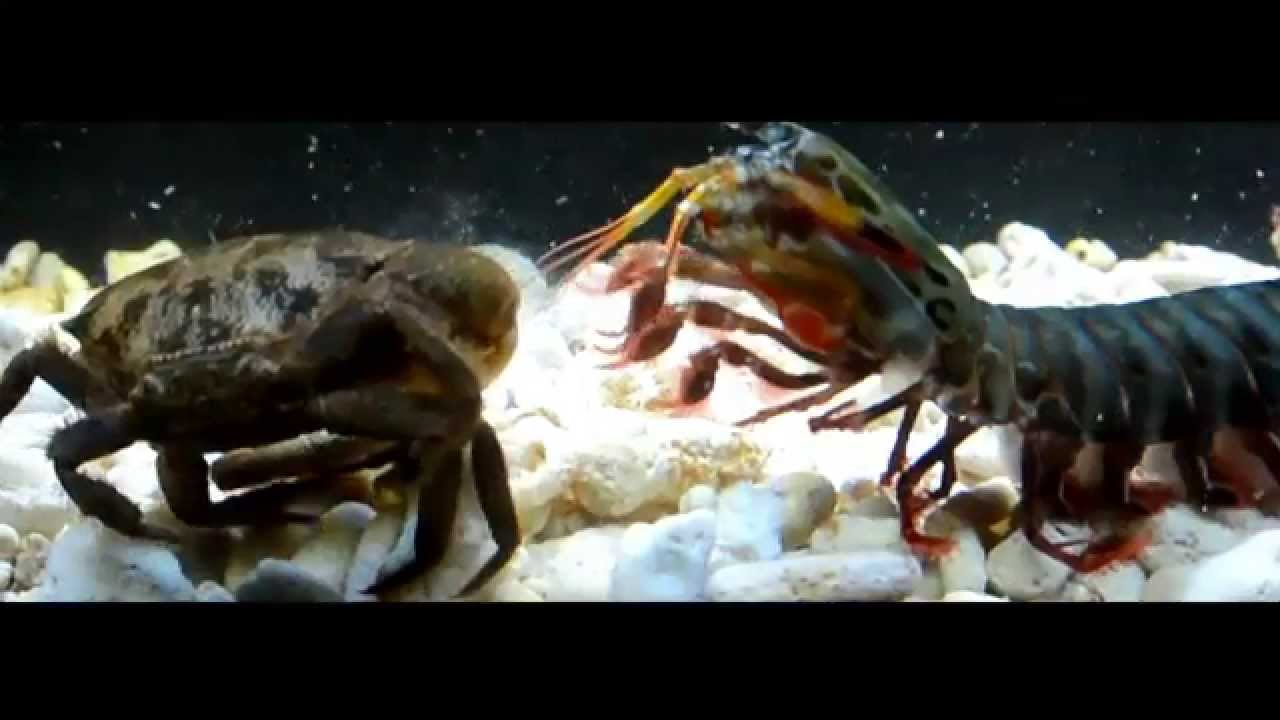 Giant Smashing Mantis Shrimp VS Giant Crabs