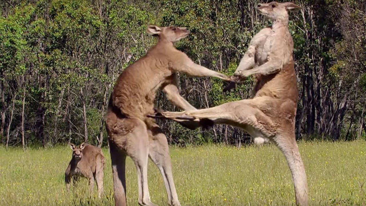 Kangaroo Boxing Fight | Life Story | BBC