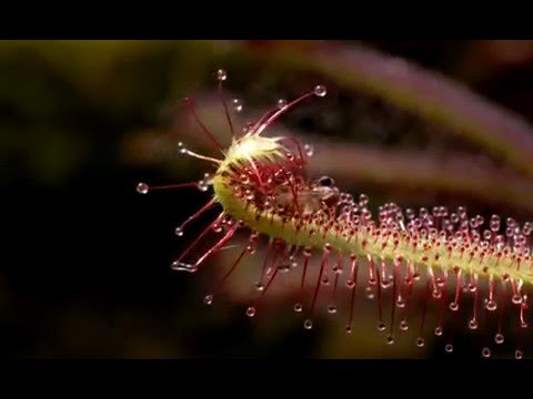 Cây bèo đất bắt mồi