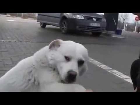 Chú chó hoang đi xin đồ ăn 1 cách đáng yêu