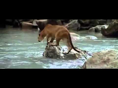 Bị sư tử săn đuổi đến không còn hy vọng, gấu con vẫn kiên trì và điều kỳ diệu đã xảy