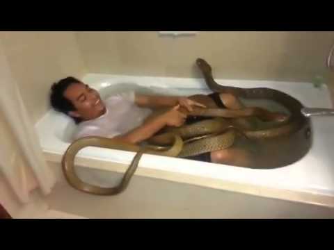 Thanh niên tắm chung với hai rắn hổ mang chúa