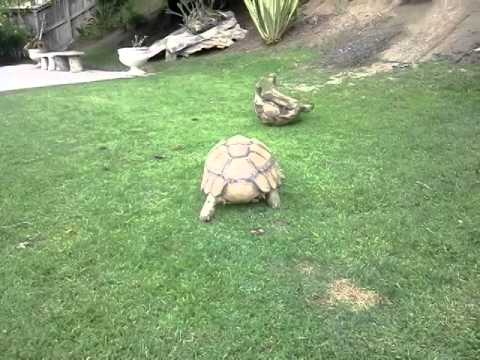tortoise helps a friend who's flipped over.....