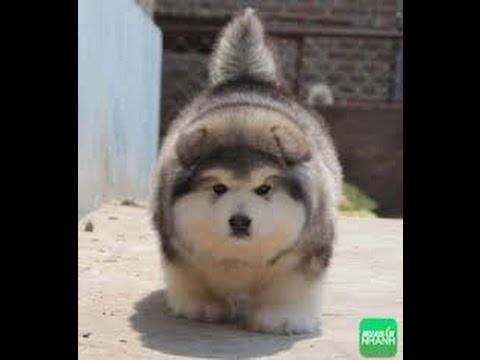 Những chú chó ngốc nghếch nhất hành tinh